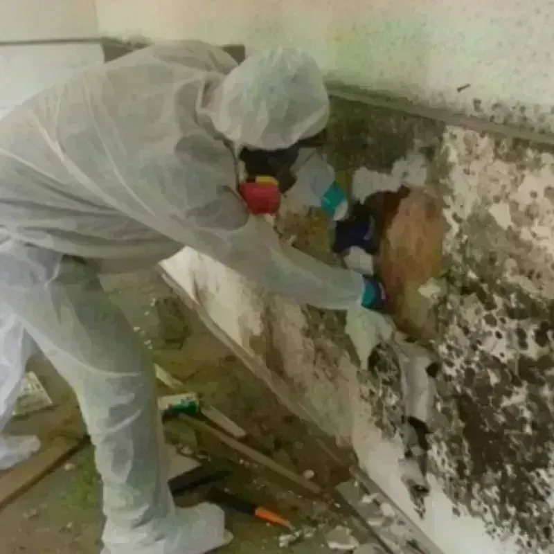 Mold Remediation and Removal in Polk County, GA